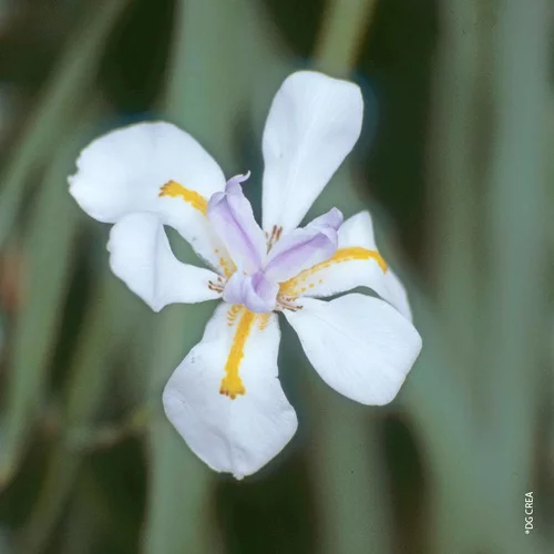 Pour créer votre univers jardin:Dietes Grandiflora - Le pot de 2.5 litres