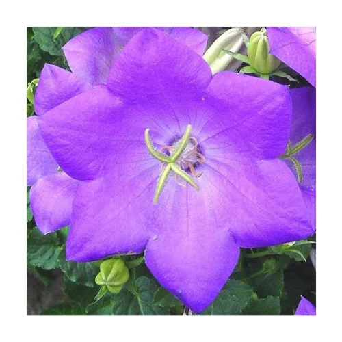 Pour embellir vos extérieurs:Campanule des Carpates coloris bleu. Le pot de 10,5 cm
