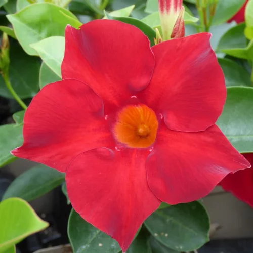 Le pratique au jardin:Dipladénia ou Mandevilla coloris variés. Le pot de 0,5 litre
