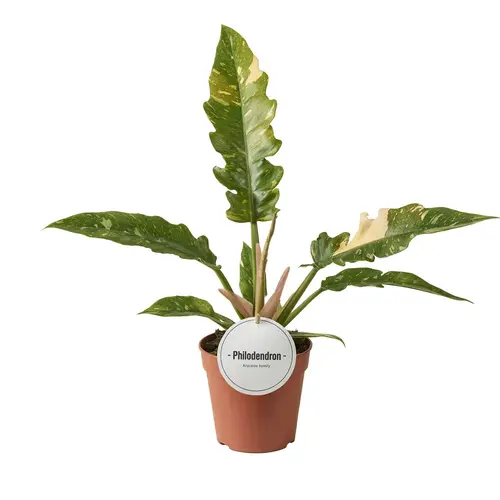 Bien au jardin：Philodendron Ring of Fire. Le pot de Ø 12 x H 15 cm