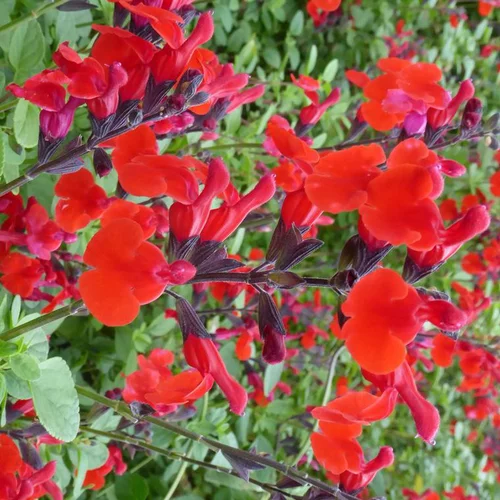 Conçu pour le jardin:Salvia Grahamii - Le pot de 14 cm