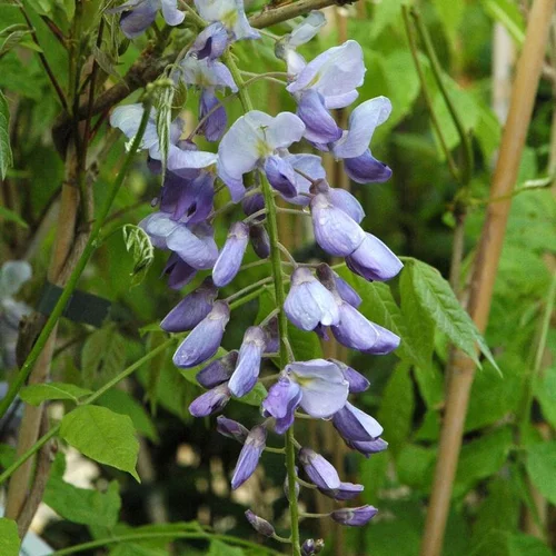 L’allié du jardin:Glycine VARIE. Le pot de 3 litres