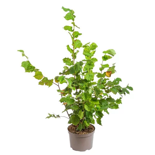 Simple pour le jardin:Noisetier Fertile De Coutard. Le pot de 12 litres