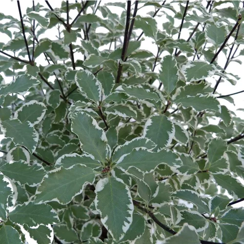 Un plus pour votre jardin：Pittosporum Tenuifolium Variegatum en pot déco de 12 L
