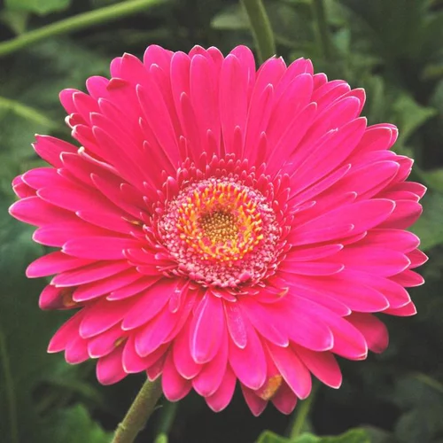 À adopter au jardin：Gerbera à fleurs multicolores - Le pot de 1,5 litres