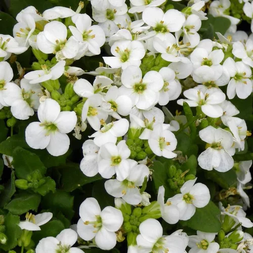 Jardin qualité:Arabette du Caucase (Arabis caucasica ou Corbeille d'argent) à fleurs blanches - Le pot de 1 litre