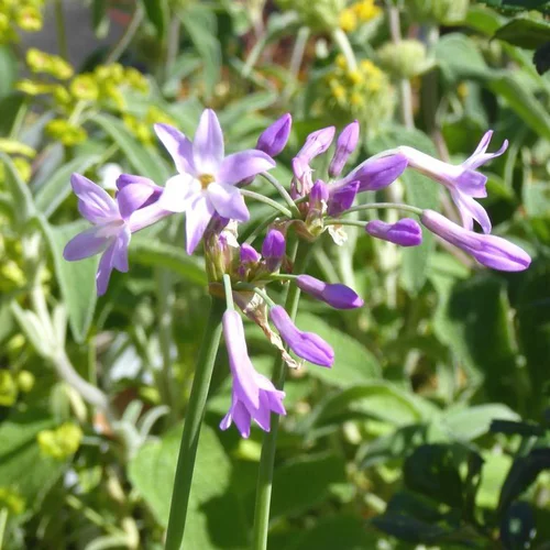 Pour valoriser vos extérieurs:Tulbaghia violacé Pearl - Le pot de 1 litre