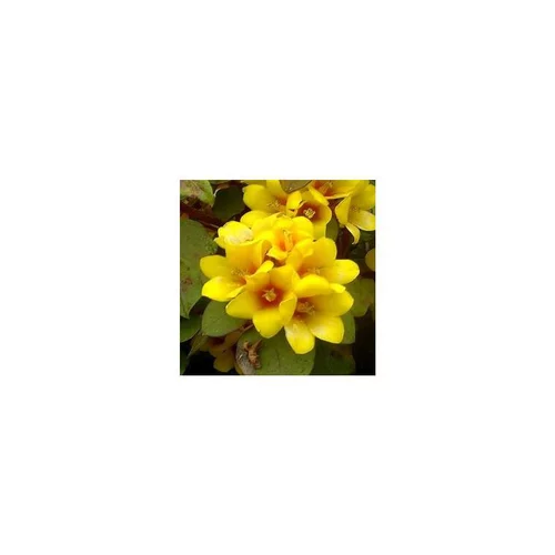 Pour faciliter le quotidien au jardin：Lysimachia - Le pot de 1 litre