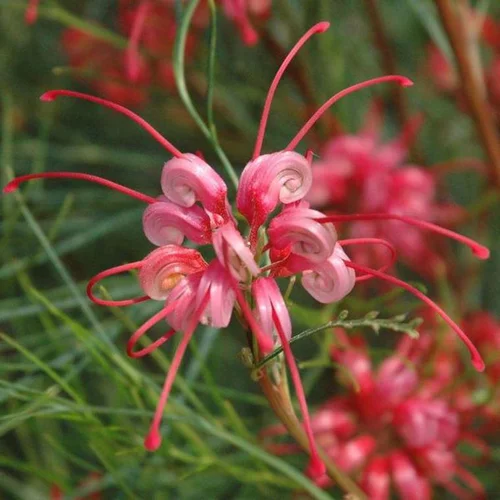 Essentiel extérieur：Grevillea Johnsonii rose. Le pot de 15 litres