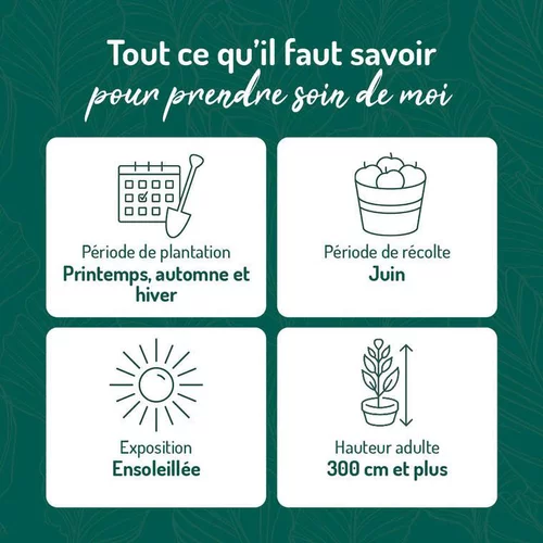 Essentiel au jardin：Cerisier Big. Summit. Le pot de 15 litres, forme 1/2 tige calibre 6/8