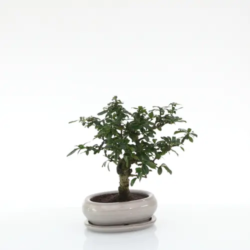 Pour tous les jours:Bonsaï Carmona botanic® taille 1,5. Le pot
