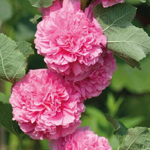 Une touche pratique à l’extérieur：Rose Trémière Rose - Le pot de 9 x 9 cm