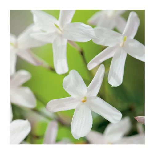 Pour créer votre univers jardin:Jasmin Polyanthum. Le pot de 3 litres, échelle