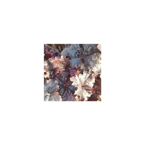 Pour plus de praticité au jardin:heuchera world coffe ® expresso - Le pot de 2 litres