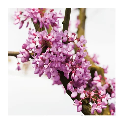 Jardin à embellir：Arbre de Judée - pot 18 L
