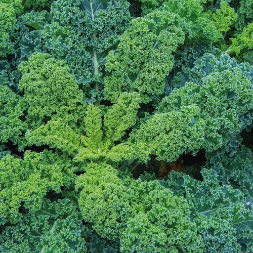 Pour votre espace vert:Chou Kale Halbhoher Bio. Le pot de 10,5 cm