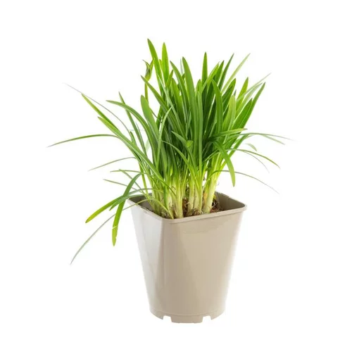 Pour donner du style à l’extérieur：Agapanthe Northern Star. Le pot de 3 litres
