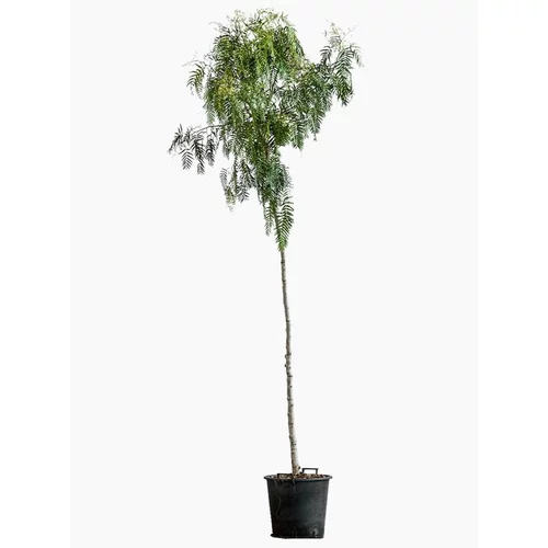 Conçu pour vos extérieurs：Schinus Molle (Faux poivrier odorant) 8/10 tige en pot de 30 L vert