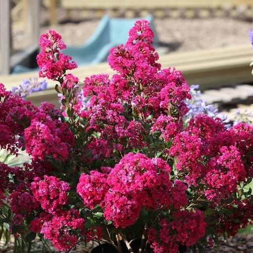 À découvrir au jardin：Lagerstroemia Indica With Love Kiss coloris rose. Le pot de 4 litres