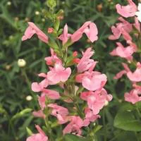 Jardin accessoire:Sauge vivace - Le pot de 1 litre
