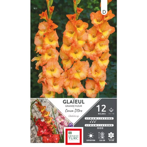Pour un extérieur agréable:Glaïeul Conca d'Oro orange cœur jaune Ernest Turc - 12 bulbes