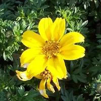 Pour vos besoins extérieurs：Bidens jaune - Le pot de 2,5 litres
