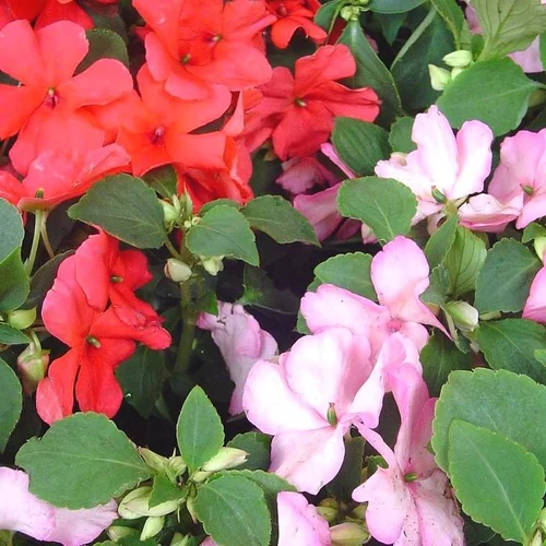 Nature facile:Impatiens ou Impatience à fleurs multicolores - Le pot Ø 10,5 cm