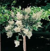 Jardin confort plus:Ligustrum Japonicum ou Troène 80/100 cm en pot de 10 L