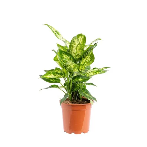 Confort extérieur：Dieffenbachia Crown pot Ø24xH80 cm