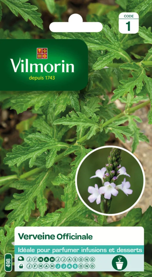 Pour un jardin plus agréable:Verveine officinale Vilmorin - graines à semer