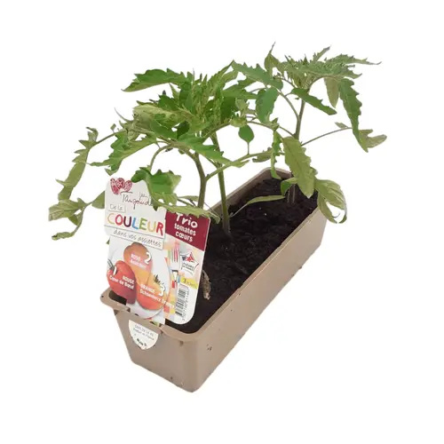 Autour du jardin:Plant de potager trio de tomates Anacoeur, As de cœur, Cœur de bœuf bio