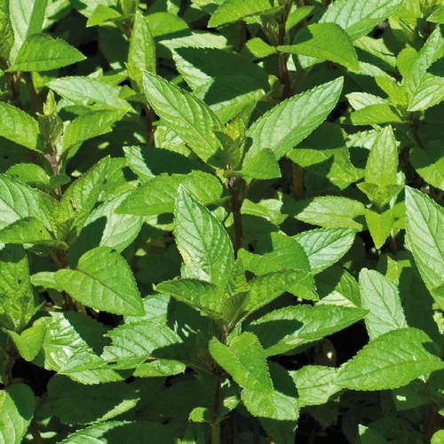 Une touche pratique à l’extérieur:Menthe Poivree Bio. Le pot de 1 litre