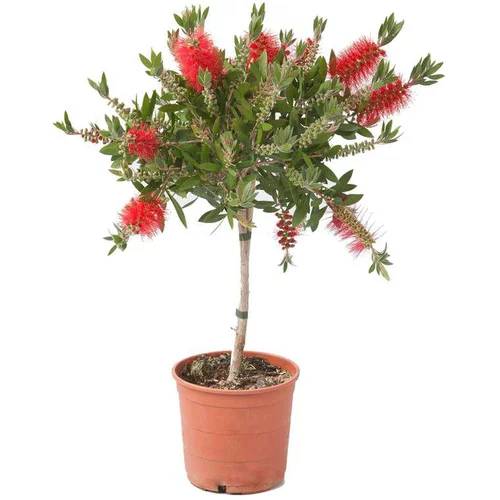 Pour simplifier vos extérieurs:Callistemon tige - Le pot de 3 litres