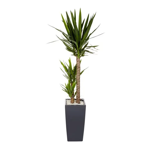 Choix au jardin:Yucca 3 tiges et son pot Cubico color Ø 30 gris