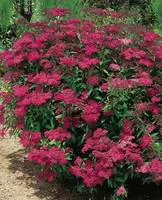 Nature pratique：Spirea Japonica Anthony Waterer - Pot de 5L
