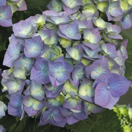 Idéal pour l’extérieur：Hydrangea Macrophylla touffe – Pot de 2L