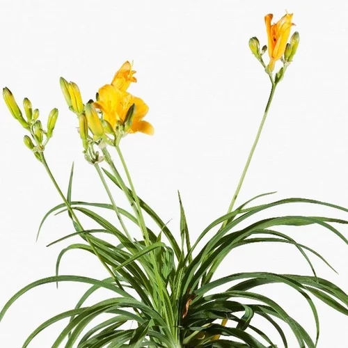 Maison et jardin:Lys Oriental double Varie - Le pot de 1 litre