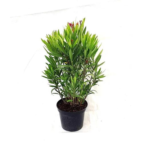 Le compagnon du jardin:Laurier rose Italia (Nerium Oleander) 80/100. Le pot de 10 litres