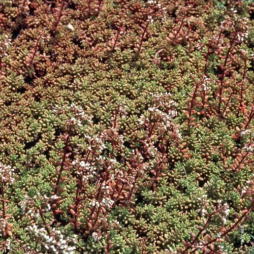 Jardin simple：Sedum Album - Le pot de 1 litre