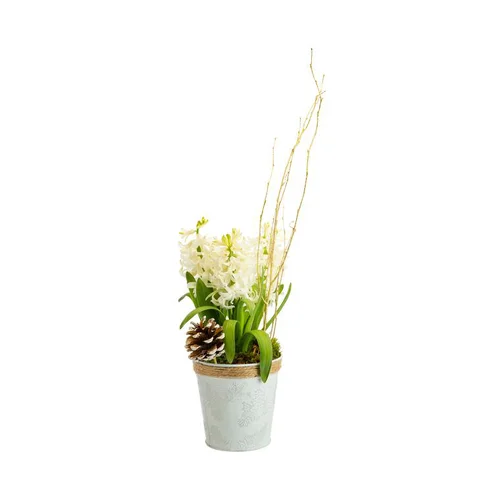 Pour valoriser votre jardin：Composition de 3 jacinthes en pot zinc blanc