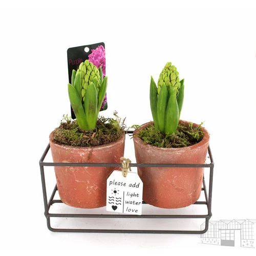 Pour votre quotidien：Jacinthes x 2 en pot déco - La composition