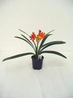 Le pratique au jardin:Clivia Miniata Hauteur 40/60 cm - Pot Ø 13 cm