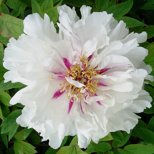 Pour transformer votre jardin:Pivoine Arbustive blanche - Le pot de 5 litres