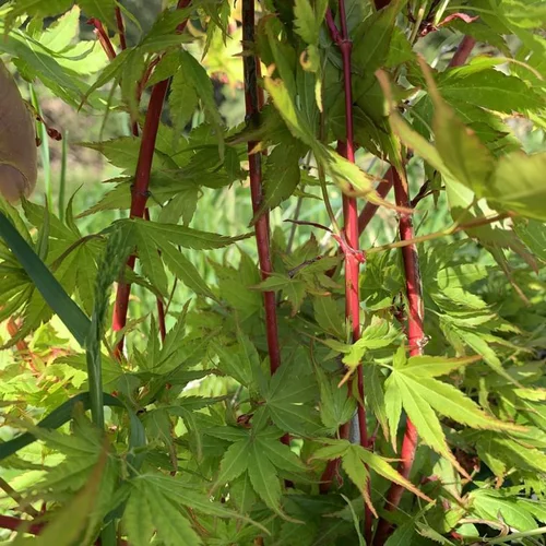 Nature jardin：Érable du Japon Sangokaku Senkaki vert