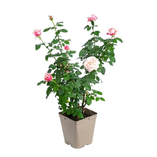 Idéal pour le jardin：Rosier forme buisson. Le pot de 5 litres
