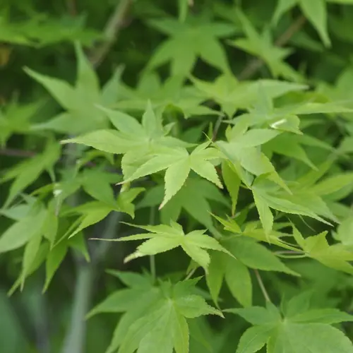 Une solution pratique pour l’extérieur:Erable du Japon (ACER PALMATUM AUREUM ) Le pot de 30 litres