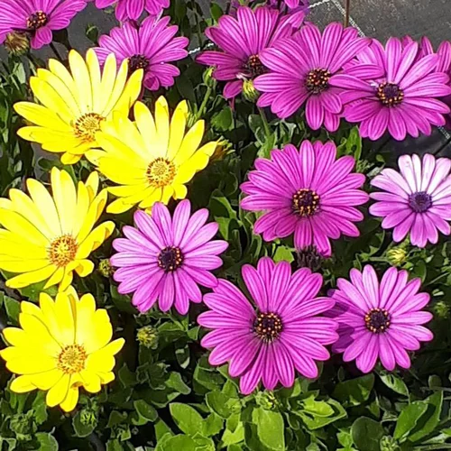 Pensé pour vos extérieurs：Osteospermum carnaval - Le pot de 4,6 litres