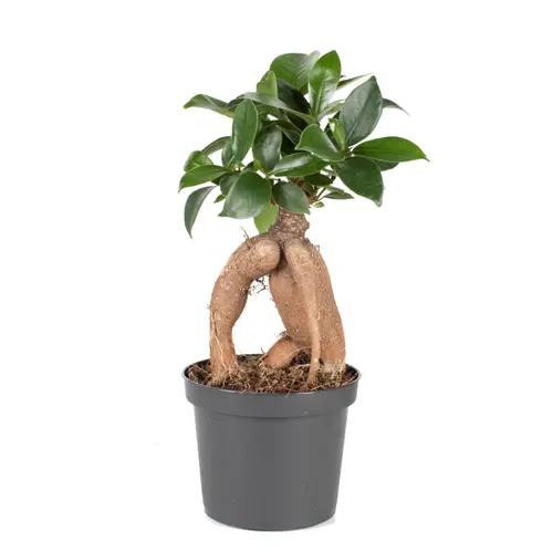 Une touche pratique au jardin:Ficus Ginseng vert. Le pot Ø 20 cm