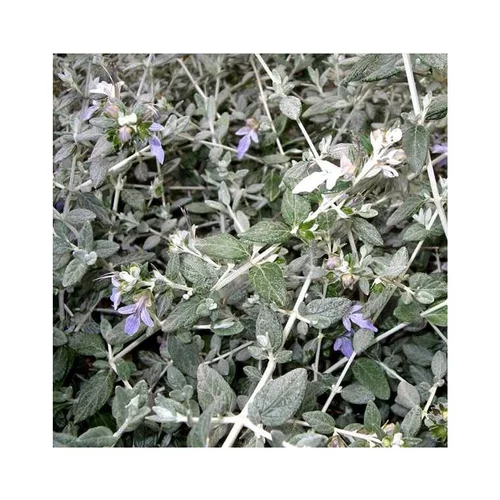 Espace vert essentiel:Teucrium Fructicans. Le pot de 15 litres