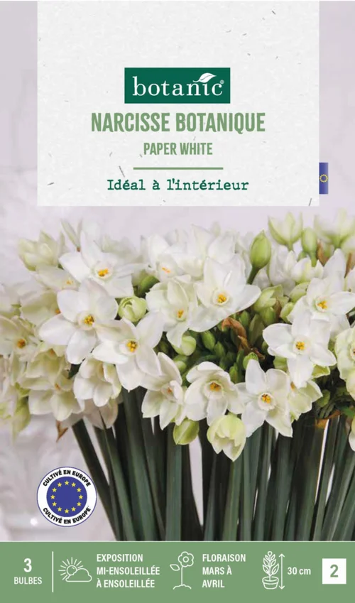 Jardin & loisirs：Narcisse intérieur Paper coloris blanc - 3 bulbes